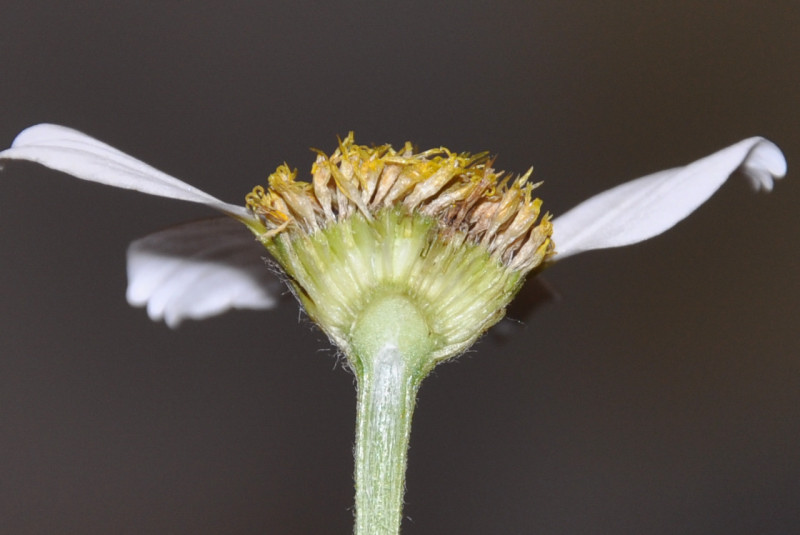 Image of Anacyclus clavatus specimen.