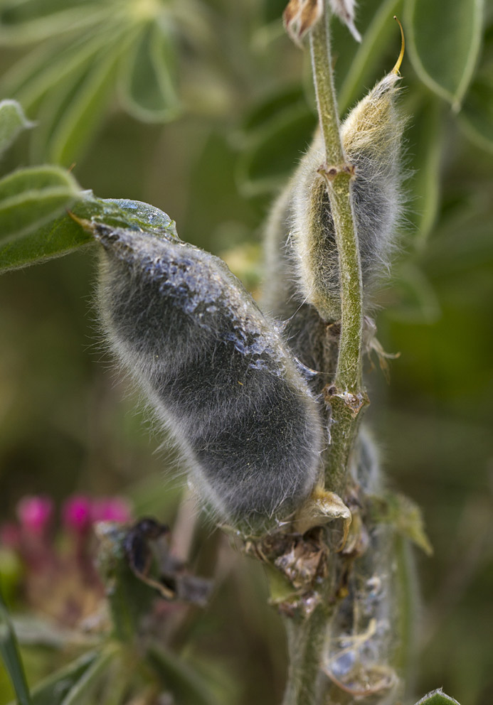 Image of Lupinus pilosus specimen.