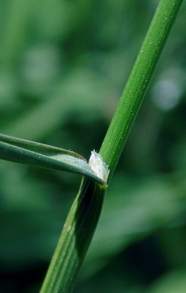 Image of Poa pratensis specimen.