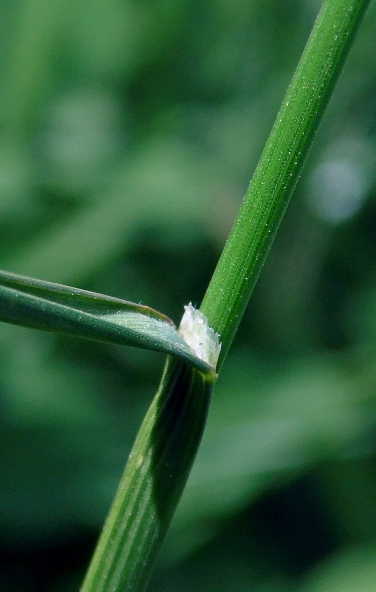 Изображение особи Poa pratensis.