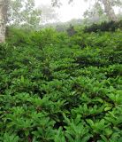 Daphniphyllum humile. Заросли на склоне. Сахалинская обл., Южно-Курильский р-н, о-в Кунашир, верховья руч. Мористый, близ шурфов золотого прииска Ахтамар. 15.08.2014.