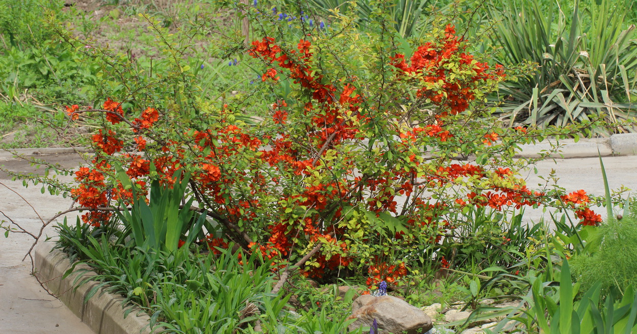 Изображение особи Chaenomeles japonica.