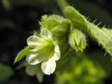 Nonea lutea