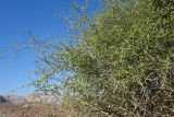 Ephedra foliata