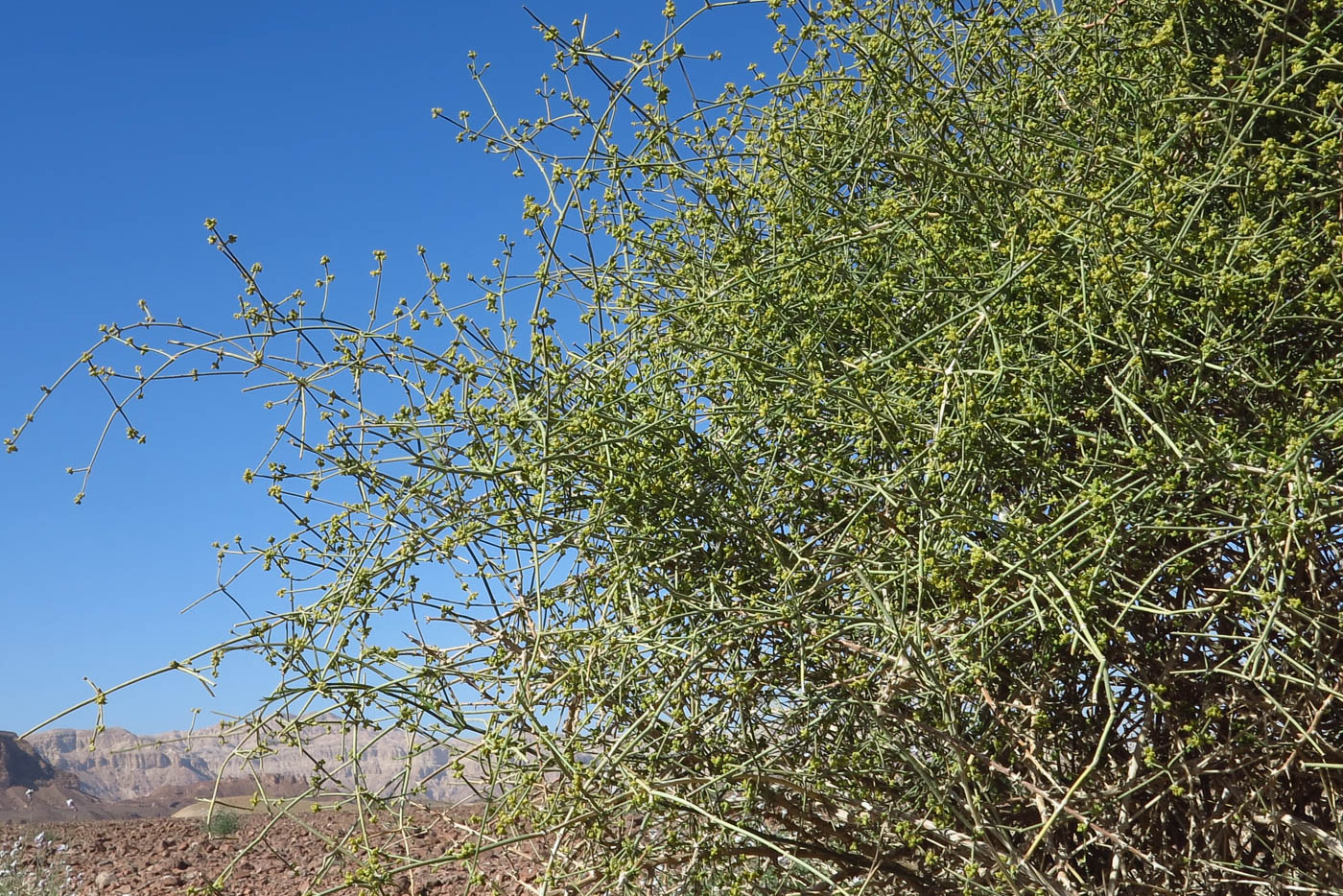 Изображение особи Ephedra foliata.