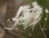 Clematis vitalba. Плод с облетающими плодиками. Южный берег Крыма, окр. с. Малый Маяк; обочина дороги вдоль восточного склона горы Парагильмен. 16.11.2014.