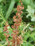 Rumex longifolius. Плоды. Санкт-Петербург. 13.09.2009.