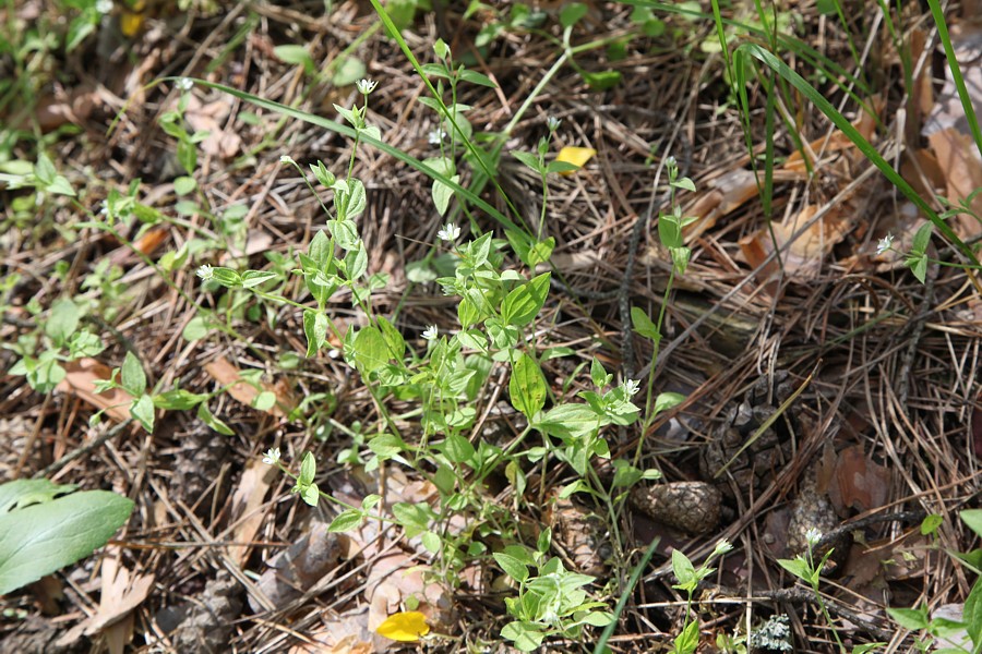 Image of Moehringia trinervia specimen.