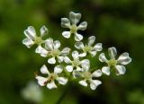 Anthriscus cerefolium