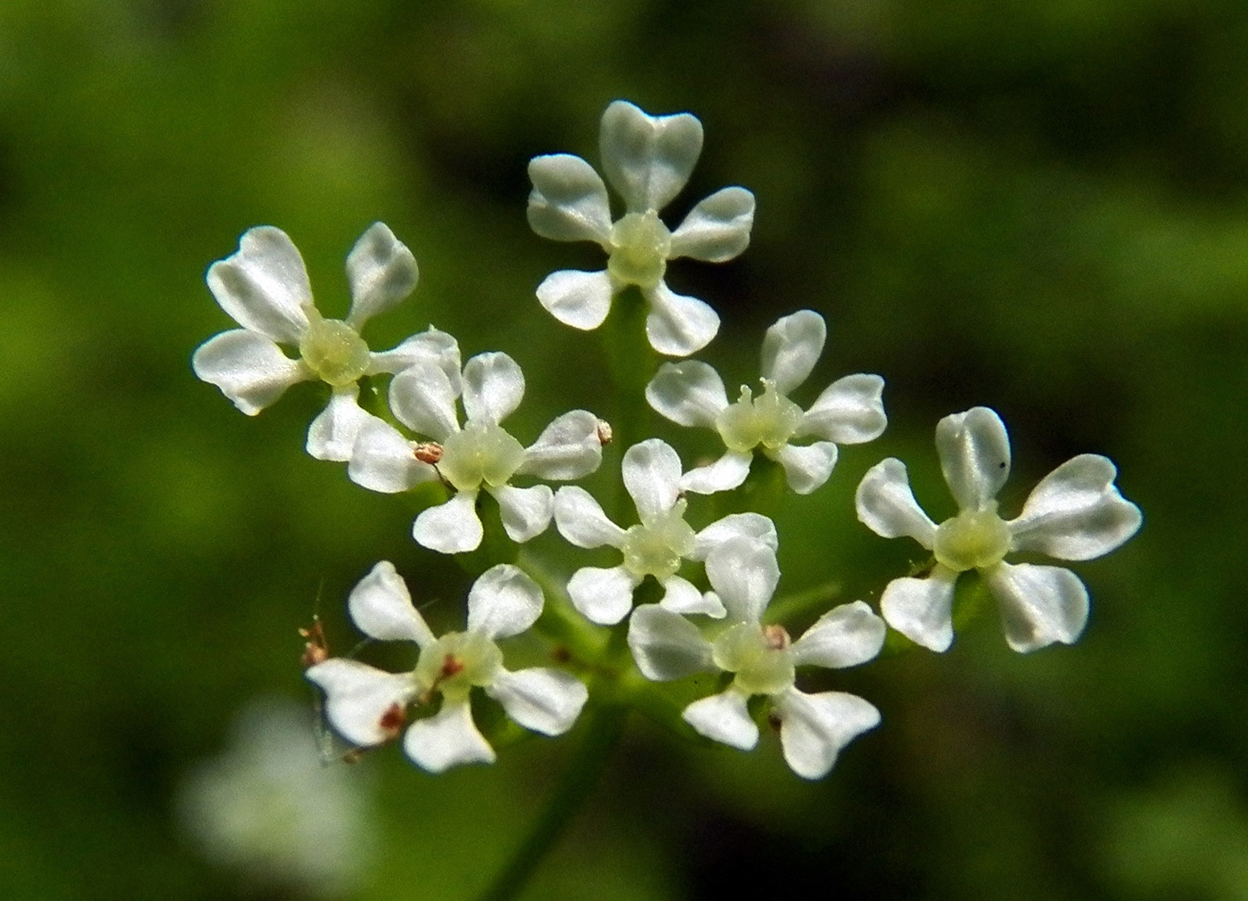 Image of Anthriscus cerefolium specimen.