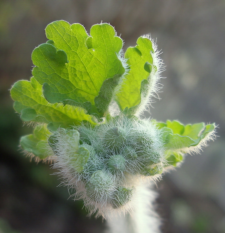 Изображение особи Chelidonium majus.