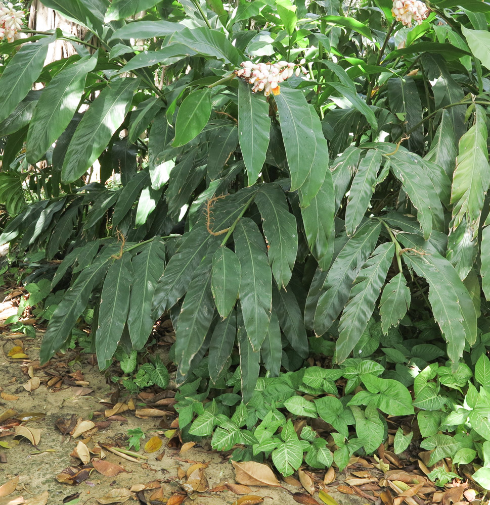 Image of Alpinia zerumbet specimen.