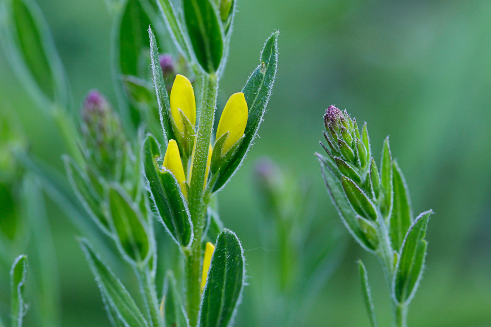 Image of Genista tinctoria specimen.