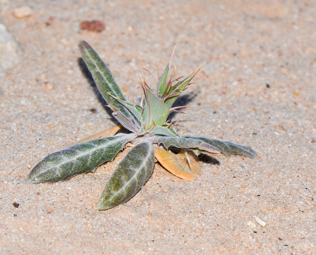 Изображение особи Blepharis attenuata.