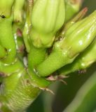 Image of taxon representative. Author is Татьяна Мальчинская