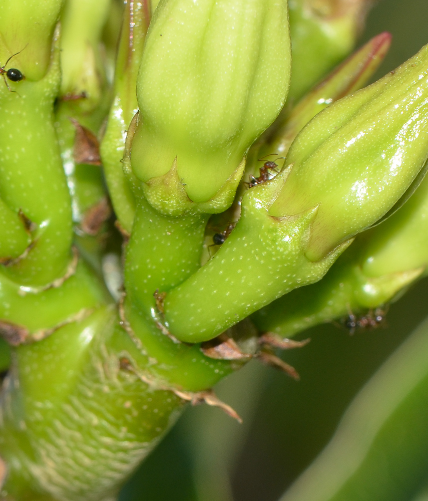 Image of Pachypodium lamerei specimen.