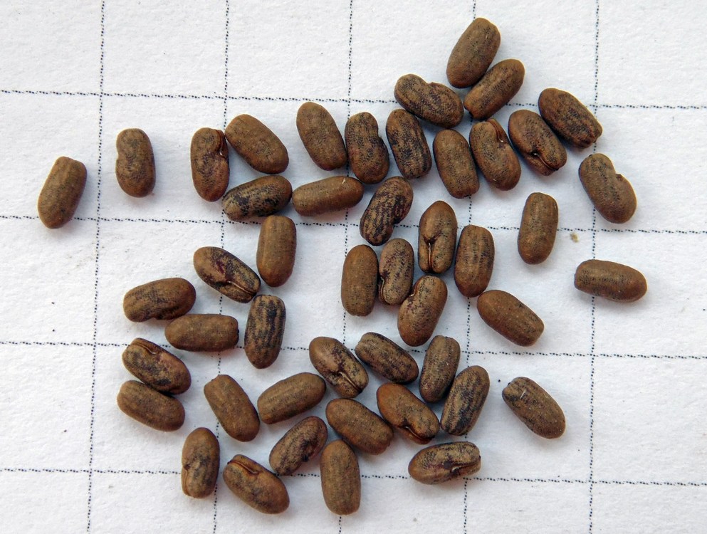 Image of Geranium bohemicum specimen.
