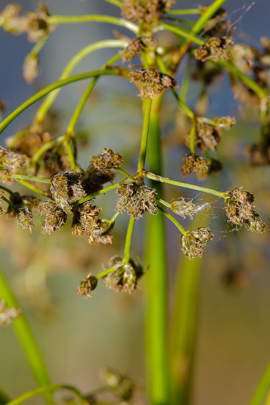 Image of Scirpus sylvaticus specimen.