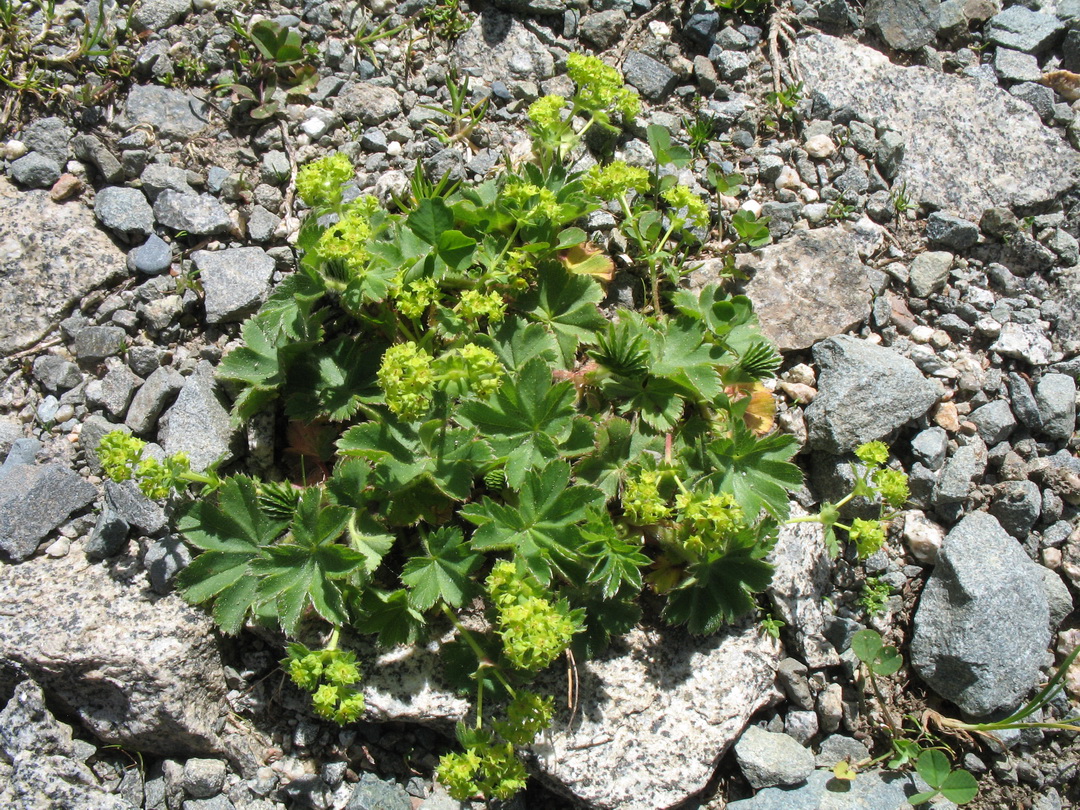 Image of Alchemilla sibirica specimen.