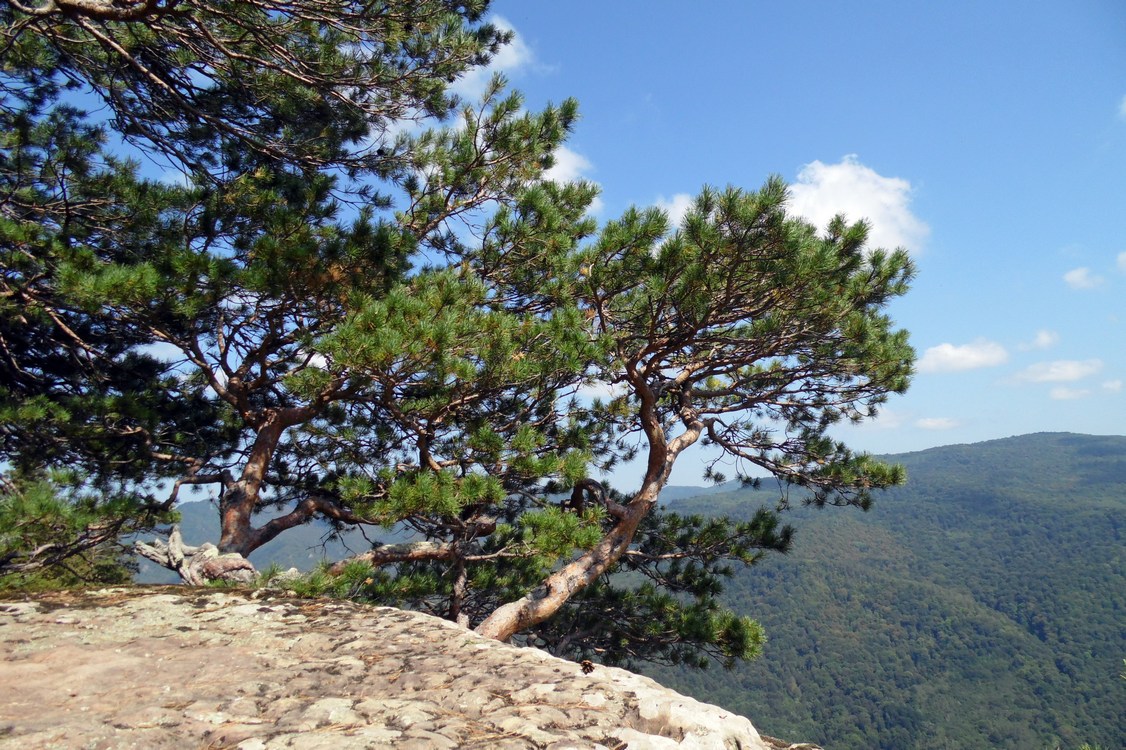 Изображение особи Pinus sylvestris.