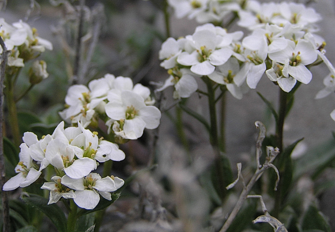 Image of Pachyneurum grandiflorum specimen.