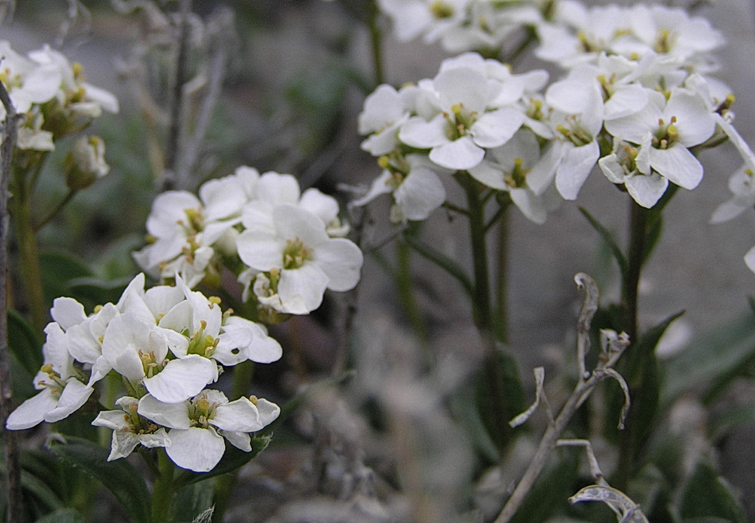 Изображение особи Pachyneurum grandiflorum.