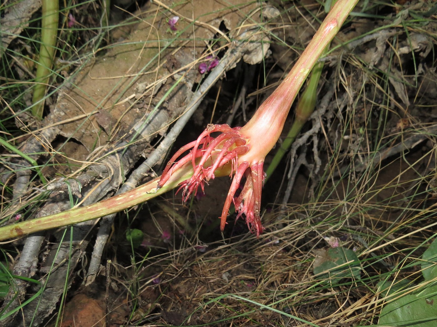 Image of Impatiens glandulifera specimen.