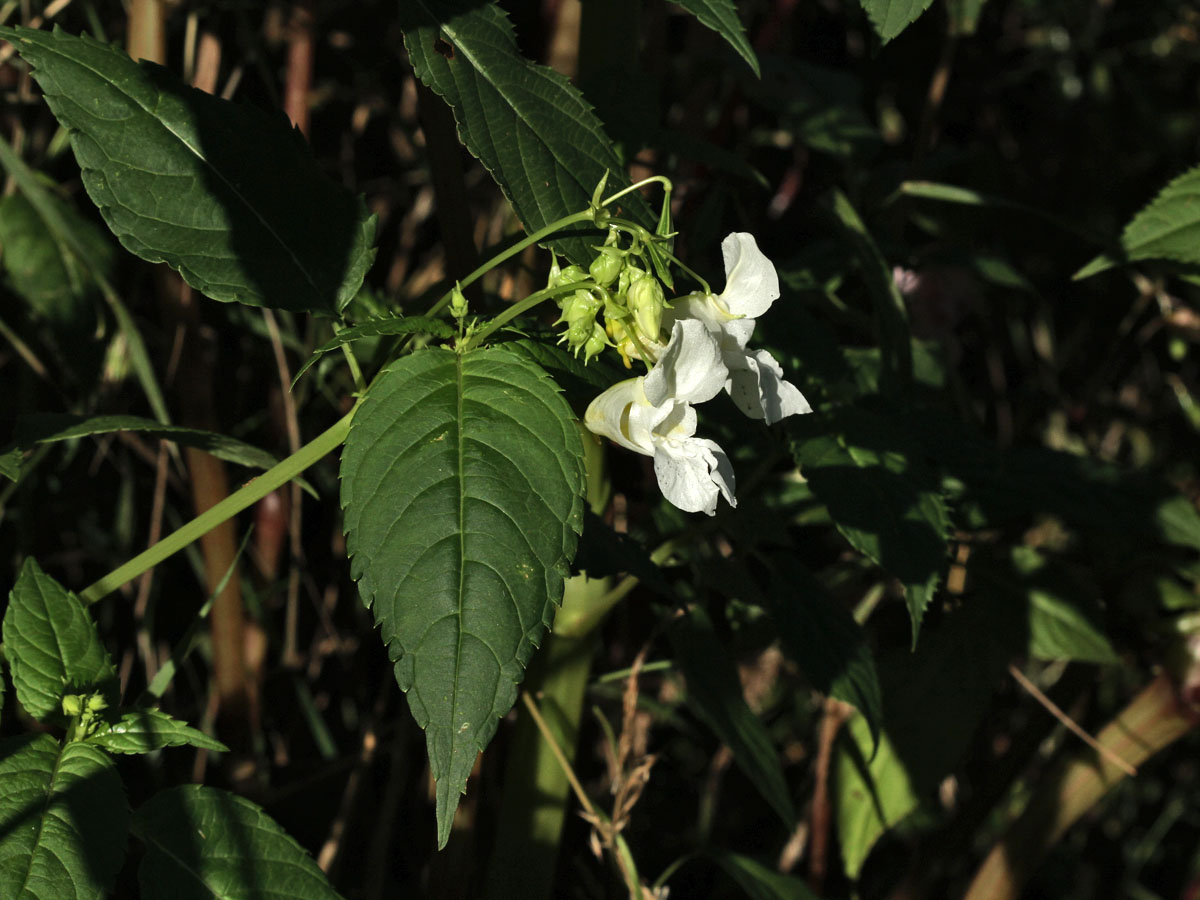 Изображение особи Impatiens glandulifera.