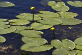 Nuphar lutea. Цветки и листья. Тверская обл., Кимрский р-н, оз. Тпруно. 01.06.2016.