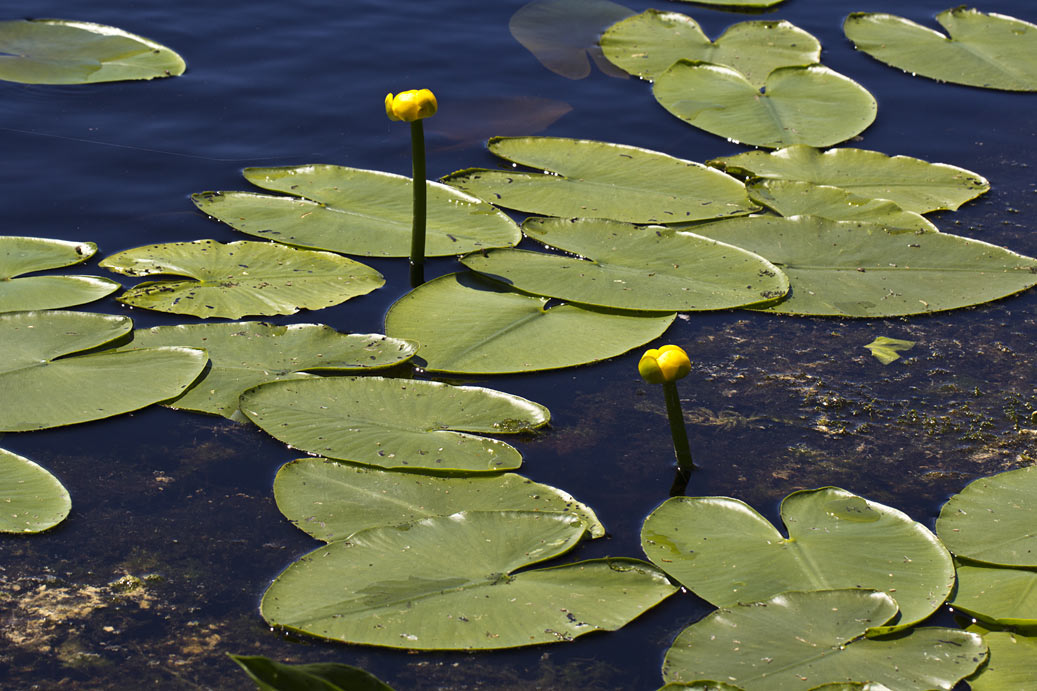 Изображение особи Nuphar lutea.