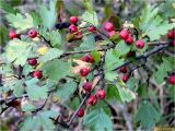 Crataegus monogyna. Ветвь с плодами. Украина, Ивано-Франковская обл., Болеховский горсовет, Поляницкий региональный ландшафтный парк. 10.09.2016.