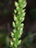 Plantago major