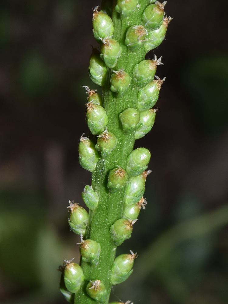 Изображение особи Plantago major.