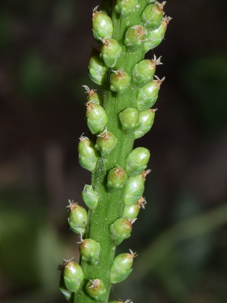 Image of Plantago major specimen.