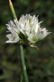 Allium diabolense