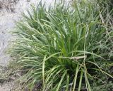 genus Carex