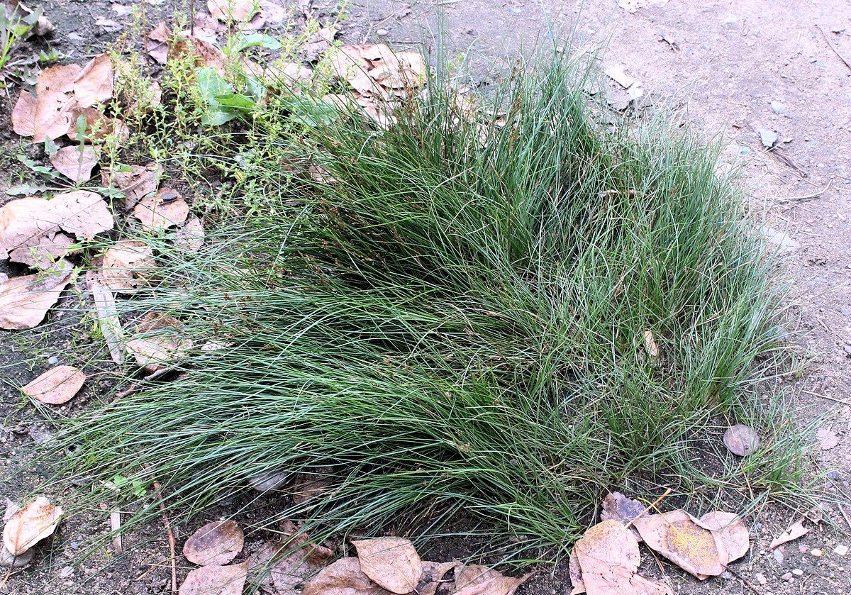 Изображение особи Juncus gracillimus.