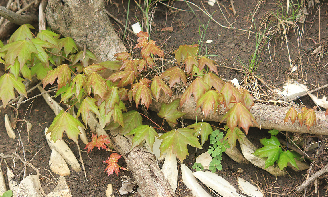 Image of Acer campestre specimen.