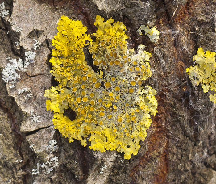 Image of Xanthoria parietina specimen.