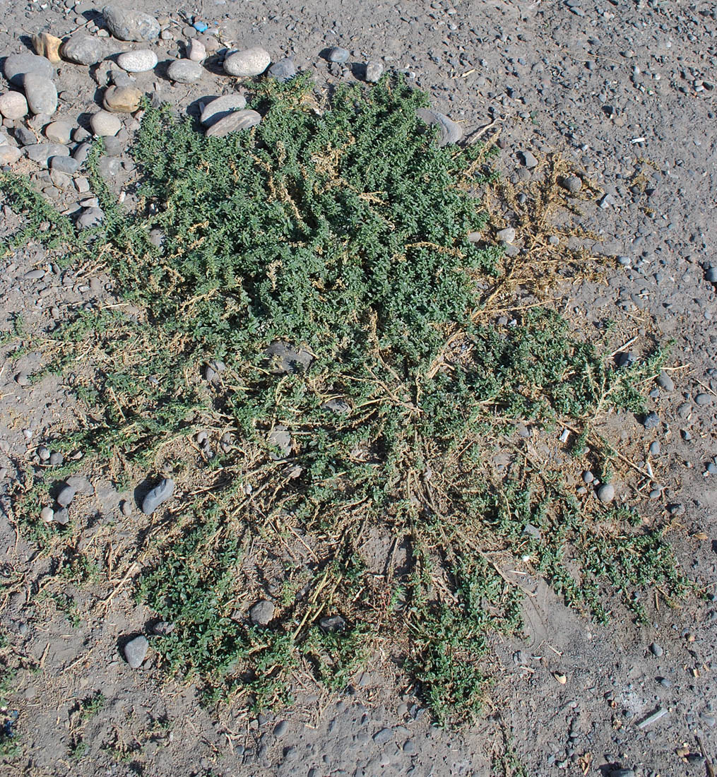 Image of Amaranthus blitoides specimen.
