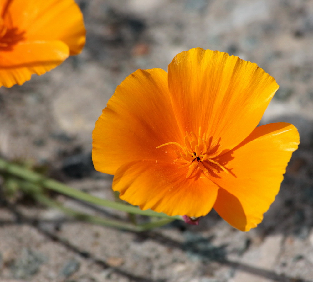 Изображение особи Eschscholzia californica.