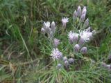 Jurinea multiflora. Верхушка цветущего растения. Ставропольский край, станица Курская, долина реки Куры. 11.06.2015.