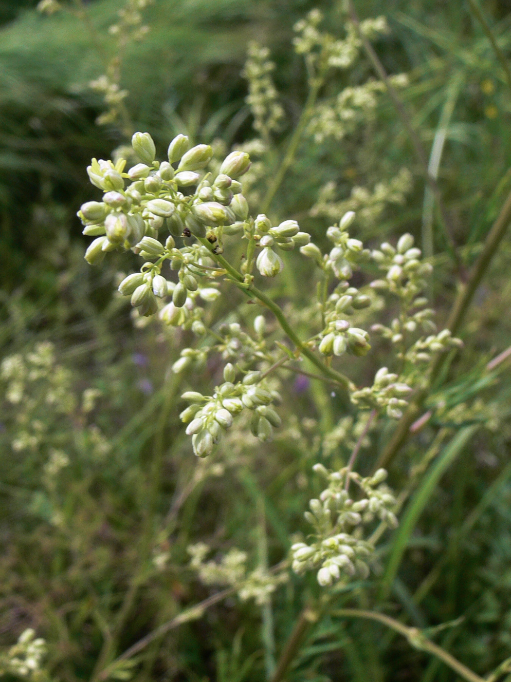 Изображение особи Thalictrum amurense.