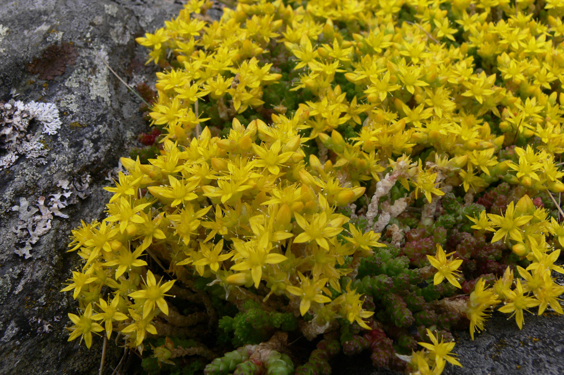 Image of Sedum acre specimen.