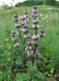 Phlomoides tuberosa