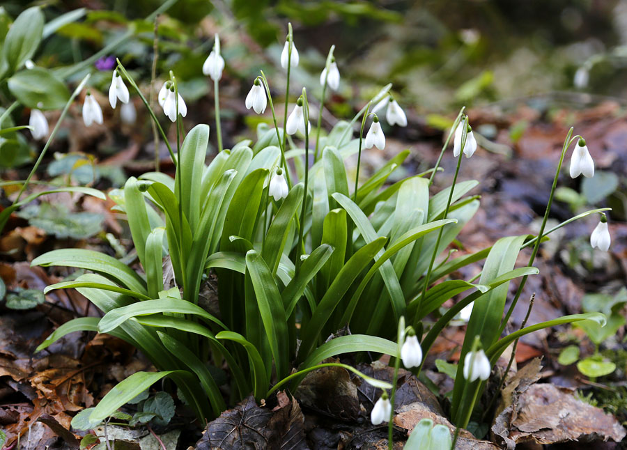 Изображение особи Galanthus woronowii.