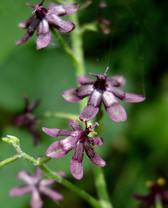 Image of Veratrum maackii specimen.