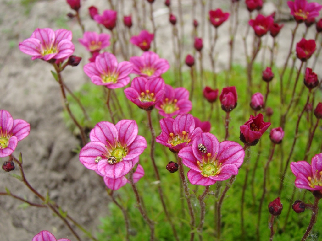 Изображение особи Saxifraga &times; arendsii.