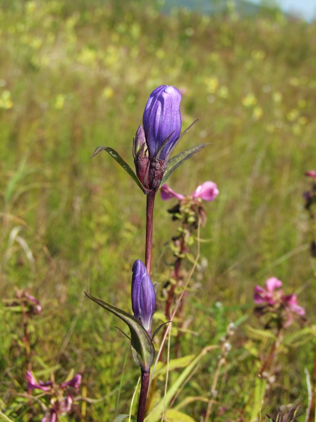 Image of Gentiana triflora specimen.