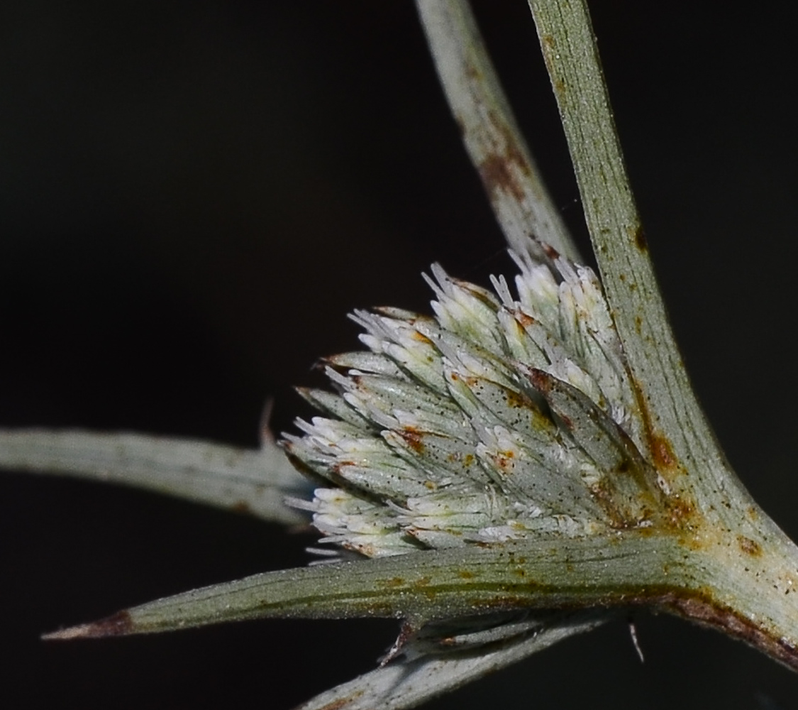 Изображение особи Eryngium glomeratum.